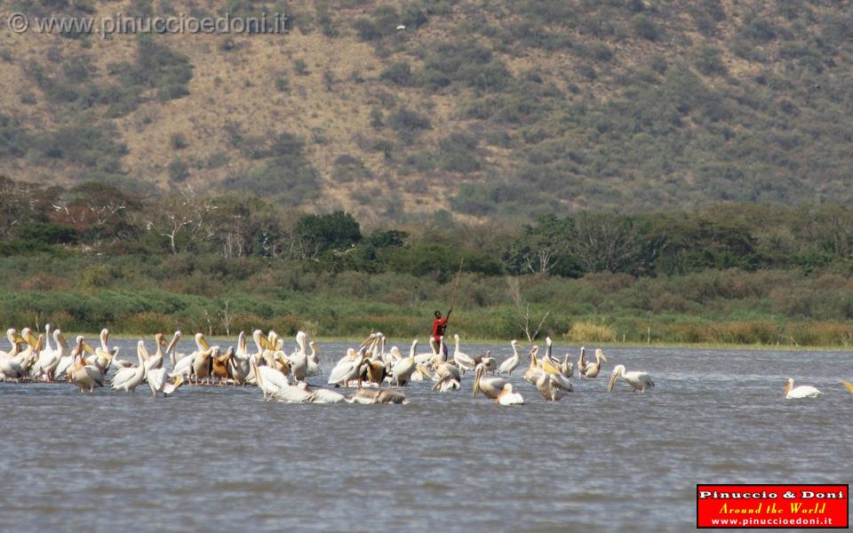 Ethiopia - Lago Chamo - Pellicani - 08.jpg